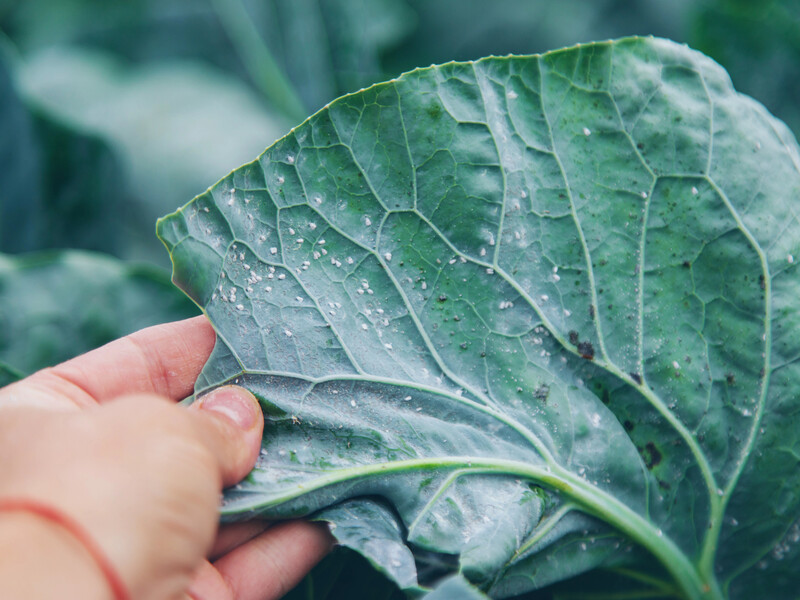 Названо самое эффективное химическое средство от белокрылки. Действует на 100%