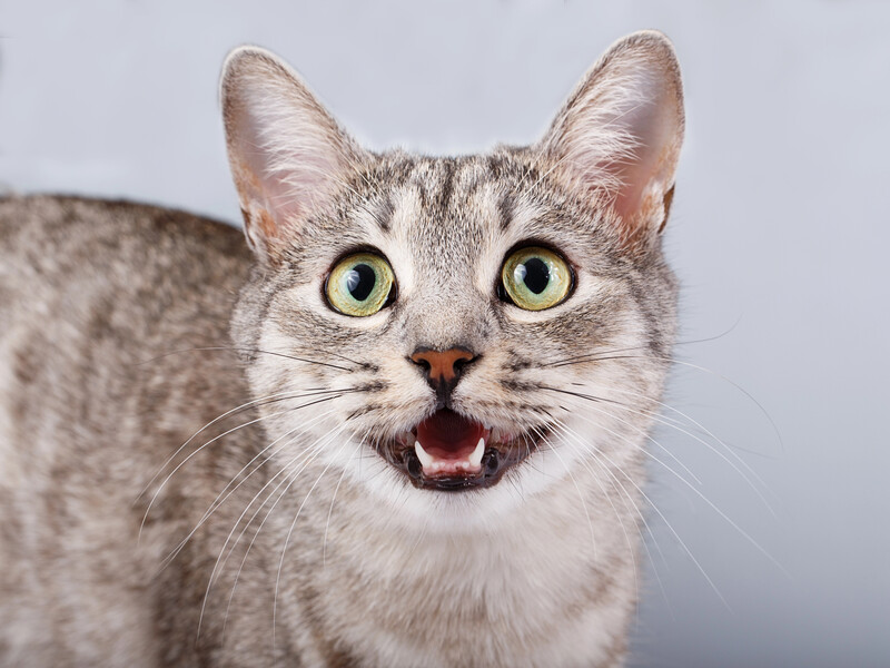 Ученые узнали, почему одни кошки мяукают громче других