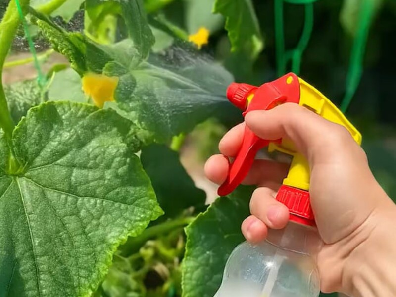 После этого опрыскивания в июле огурцы будете собирать ведрами. Рецепт удобрения, которое не подведет