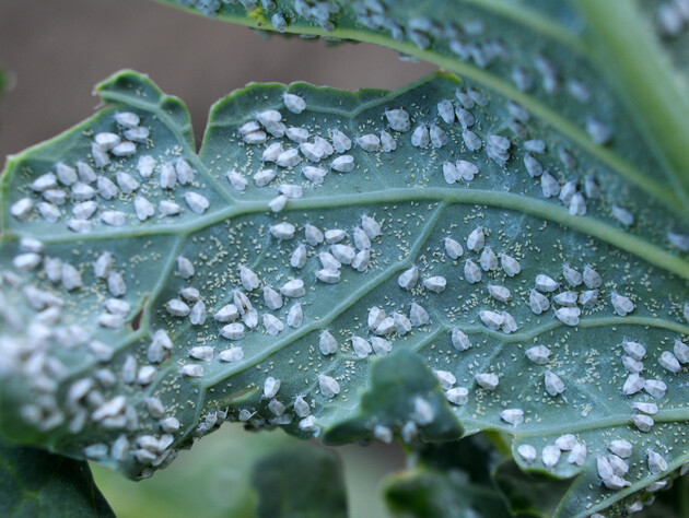 Обробіть білокрилку цим – і вона осиплеться на очах. Перевірений метод городниці