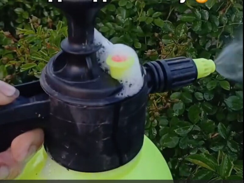 Цветовод назвала простое средство, которое защитит розы от мучнистой росы. Рецепт раствора без химии