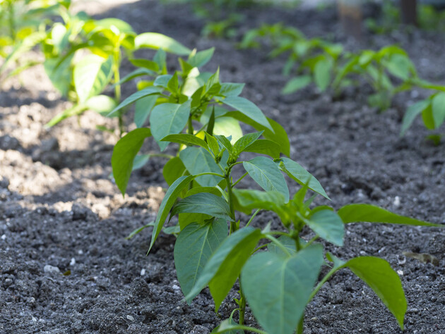 Щоб перець уродив швидше, зробіть це – і овочі будуть великими й соковитими. Перевірений метод
