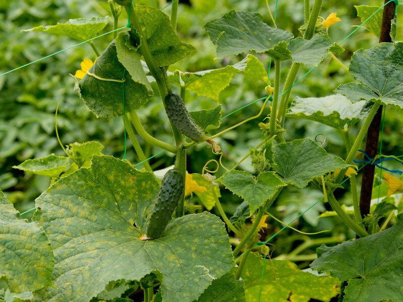 Не допустите эту ошибку в жару, потому что потеряете урожай огурцов. Совет опытного огородника