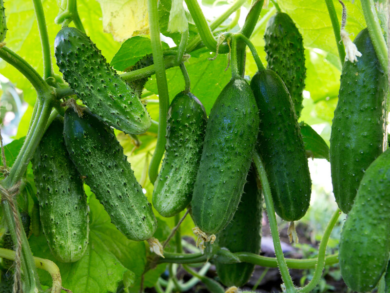 Если огурцы не плодоносят, сделайте это – и урожай будет невероятно большим. Проверенный способ