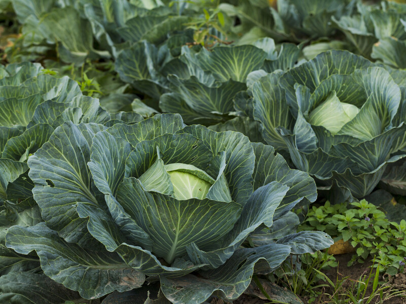 Уже через 20 минут после этой обработки вся капустная моль попадает замертво. Рецепт раствора