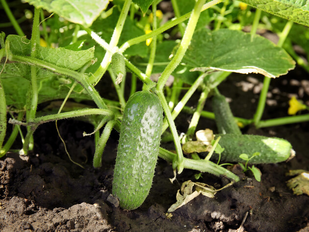 В июле растворите в воде этот аптечный препарат – и огурцы будете собирать ведрами. Рецепт подкормки
