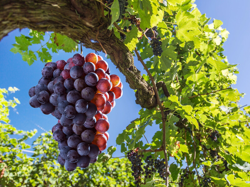 Срежьте лозу именно так, чтобы омолодить виноградник и получить наилучший урожай