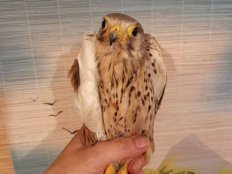 На українському фронті сокол атакував ворожий дрон – волонтерка