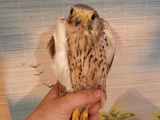 На украинском фронте сокол атаковал вражеский дрон – волонтер