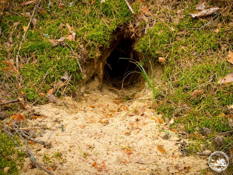 У Чорнобильській зоні виявили окопи часів Другої світової війни. В одному з них живуть лисиці. Фото