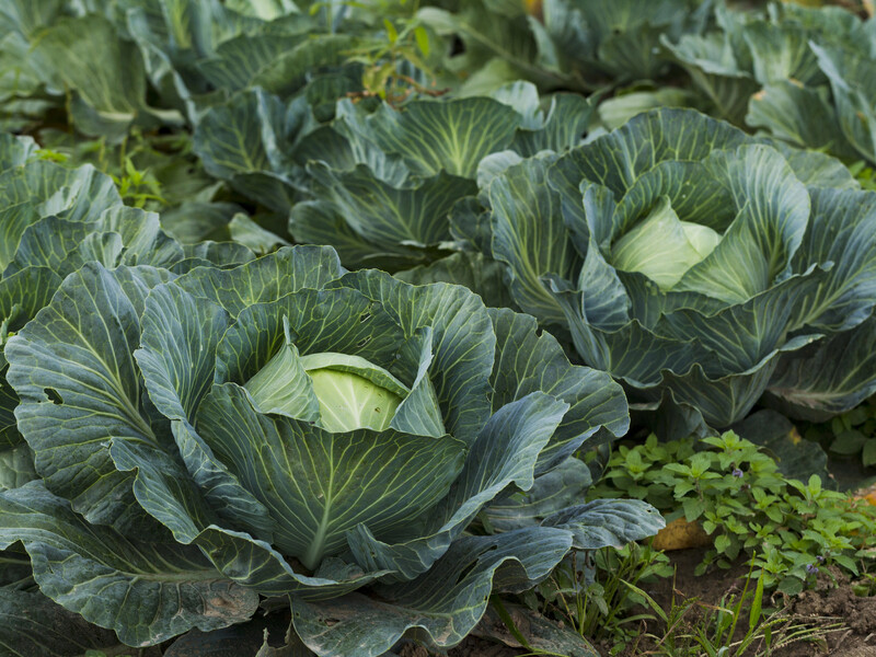 Зробіть це в липні, щоб капуста сформувала тугі головки. Робочий метод без копійки вкладень