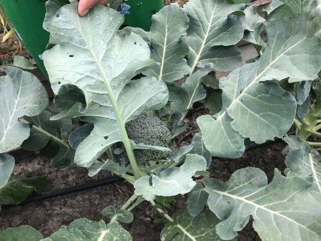 Досвідчена городниця із Житомира розкрила головний секрет боротьби з білокрилкою. Цей метод її не підводив