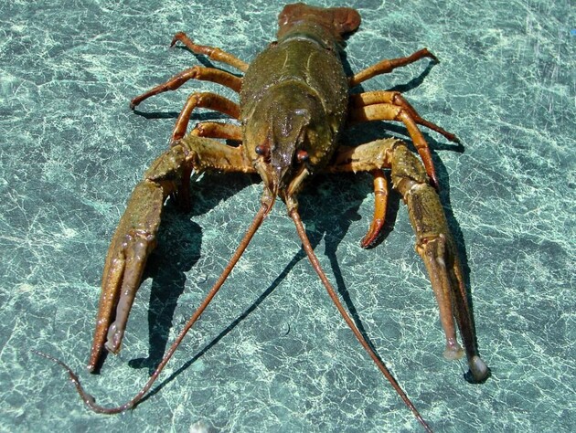 В Україні зняли заборону на вилов раків, але є нюанс