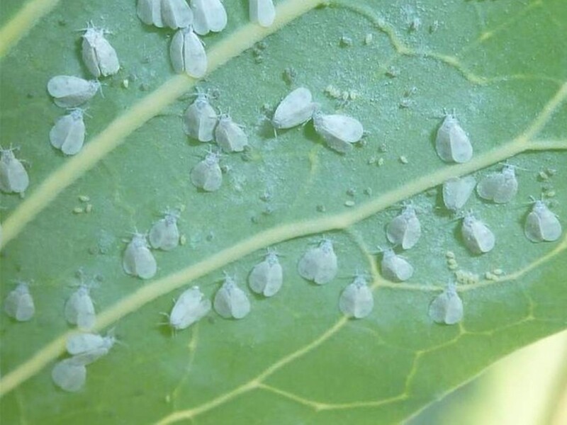 Этот метод не подведет. Украинские ученые объяснили, почему дачники не могут избавиться от белокрылки