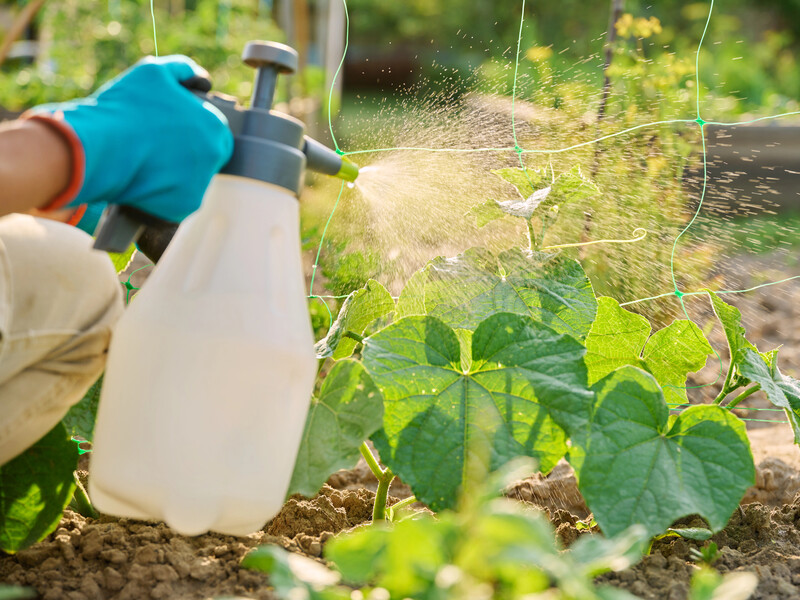 Плоди не будуть розтріскуватися, якщо ви застосуєте це. Поради городників