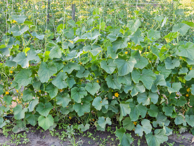 Как не потерять урожай – огородники назвали главную причину появления желтых пятен на листьях огурцов