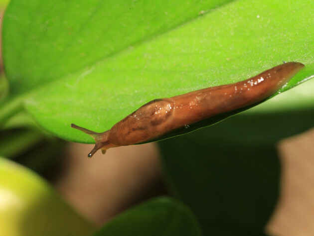 Слимаки й равлики зникнуть із городу. Назвали дієві засоби без хімії