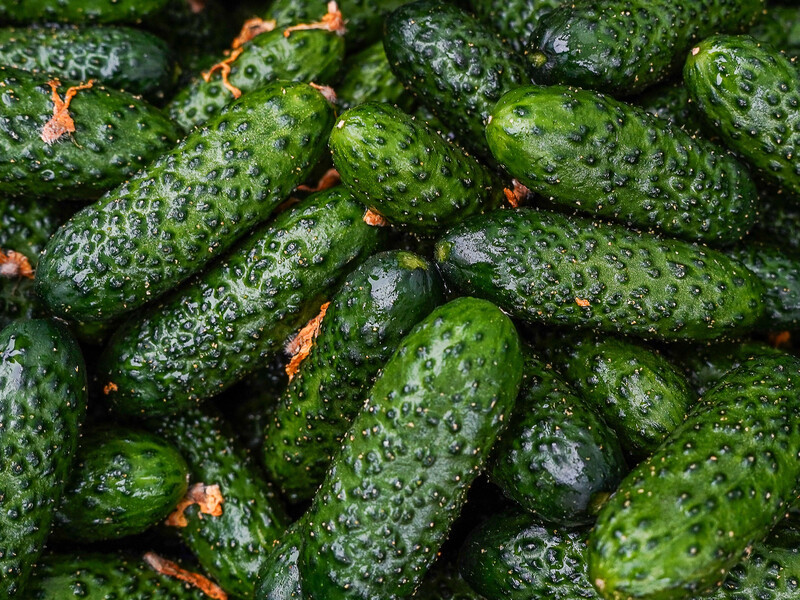 Урожай огурцов устанете собирать. Эти удобрения без химии работают отлично