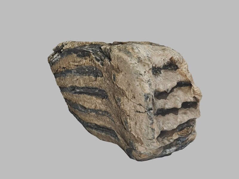 Військовий виявив зуби мамонта під час облаштування позицій на кордоні з Білоруссю