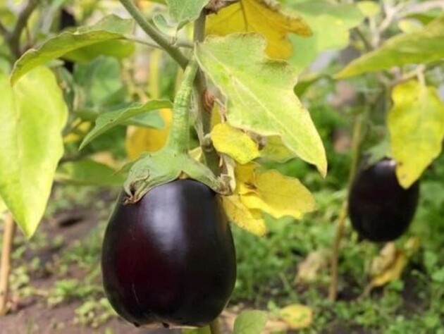 Если листья баклажанов пожелтели, немедленно сделайте это – и получите невероятный урожай. Проверенный способ