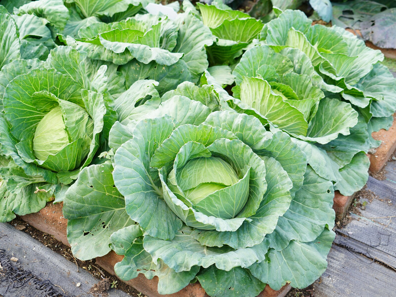 Секрет тугих и крупных кочанов – в этой подкормке. Сделайте так в июле – и капуста пролежит всю зиму