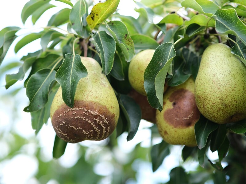 У липні через моніліоз можна втратити врожай. Садівниця розповіла, як урятувати яблука і груші від гнилі