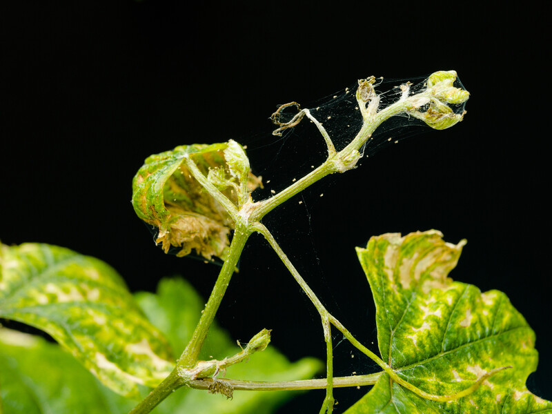 Павутинний кліщ зникне, якщо використаєте ці народні методи