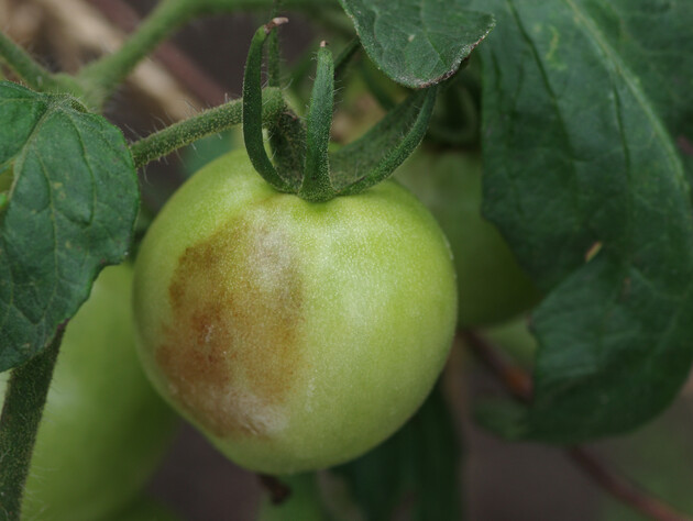 Урятувати томати від вершинної гнилі допоможе це підживлення. Городники розповіли, як правильно вносити