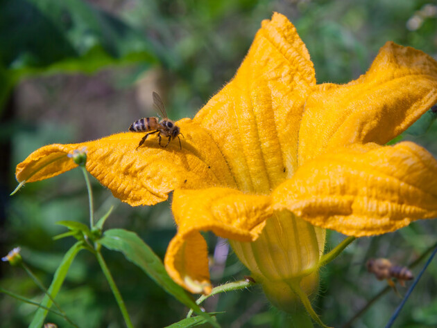 Проведите это опрыскивание на этапе цветения овощей. Огородники дали совет