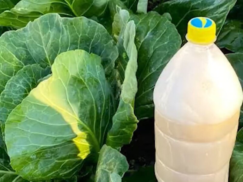Обработайте этим в июле капусту – и белокрылка попадает замертво. Рецепт эффективного средства без химии