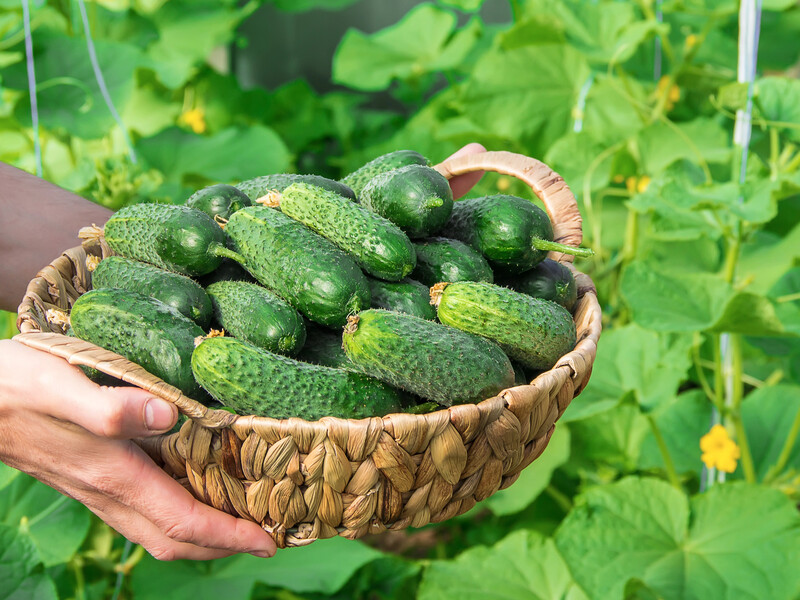 Добавьте в воду из-под крана 10 мл средства – будете собирать через неделю огурцы ведрами