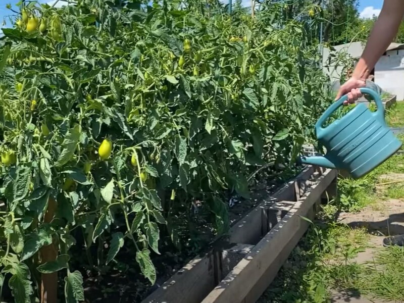Секрет вкусных томатов – в этой подкормке. Полейте помидоры в июле, чтобы собрать рекордный урожай