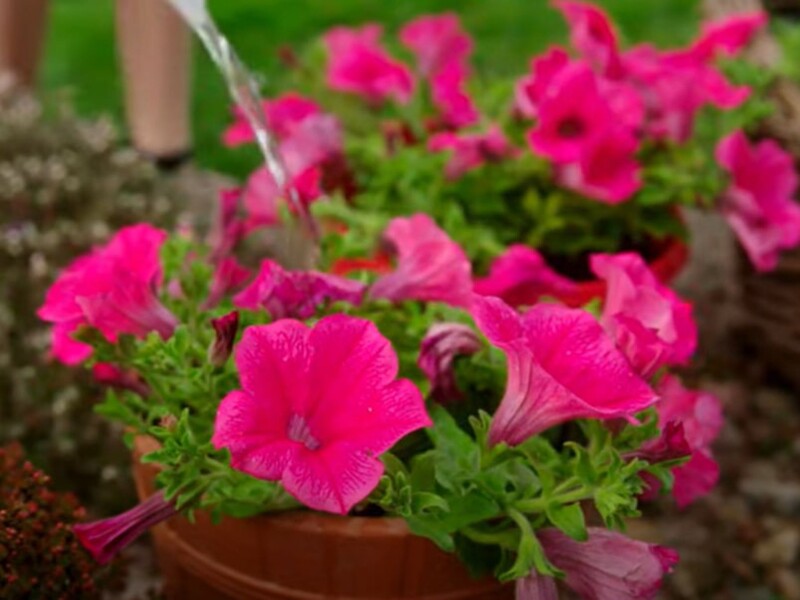 Сделайте это в июле ранним утром – и петунии будут обильно цвести до холодов. Рабочий метод без трат