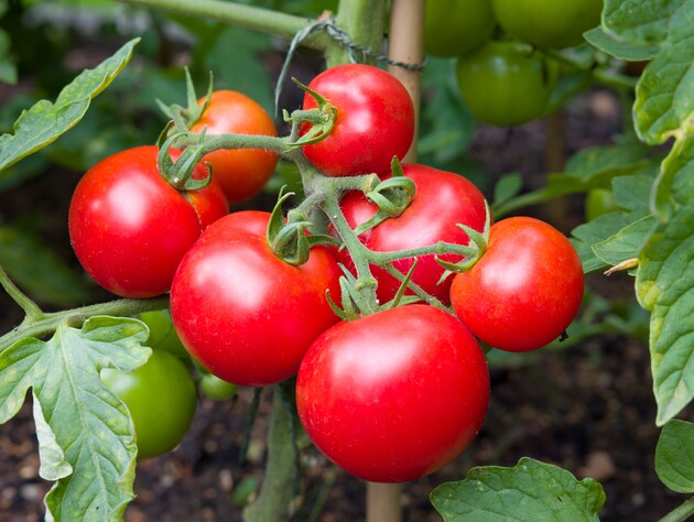 Якщо у спеку зробите це – залишитеся без помідорів. Надійна порада збільшити врожай