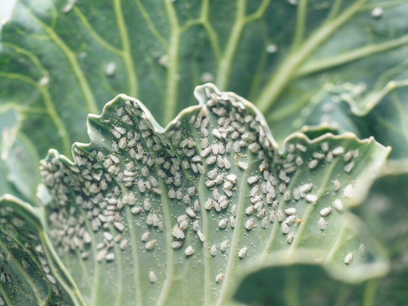 Белокрылка никогда не появится на овощах, если сделаете это. Лучшие народные способы борьбы