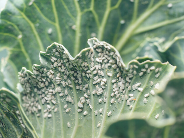 Білокрилка ніколи не з'явиться на овочах, якщо зробите це. Найкращі народні способи боротьби