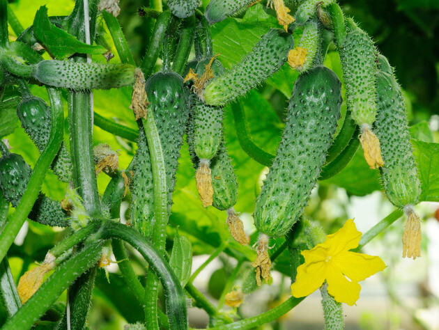Без этой подкормки на огурцах посыпятся все завязи. Способ, который невероятно увеличит урожай