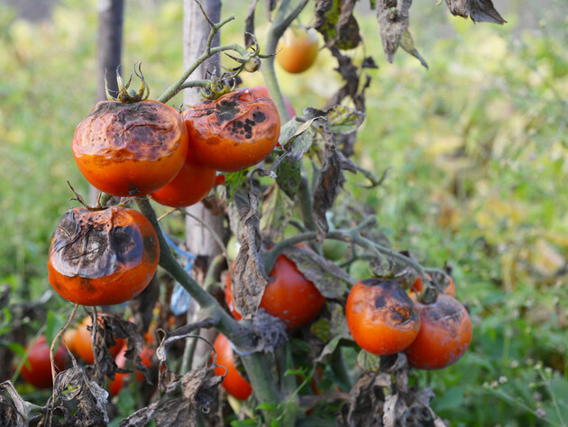 Воспользуйтесь этими советами – и вы забудете о фитофторе. Проверенный способ
