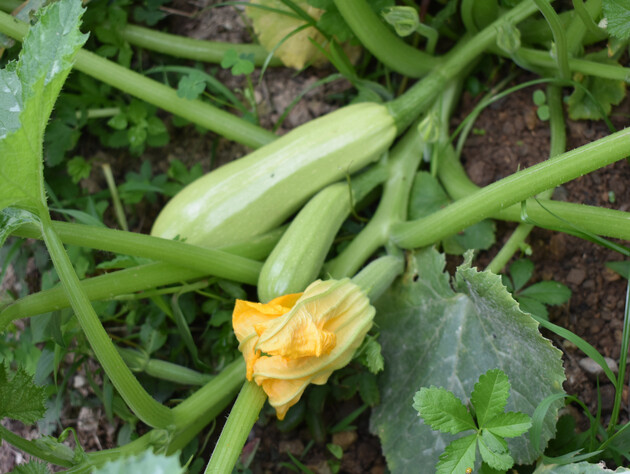 После этого кабачки завалят урожаем. Огородники рассказали главные правила полива овощей в июле