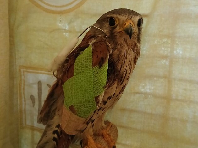 В Днепре прооперировали сокола, который на фронте атаковал российский дрон