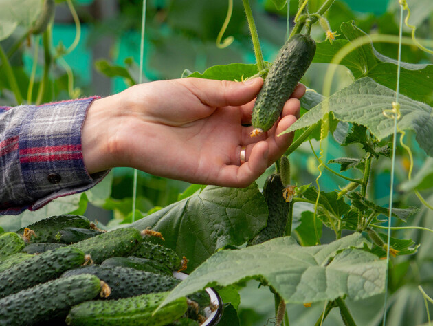 Сделайте это в июле – и огурцы не будут горчить. Опытные огородники поделились секретами