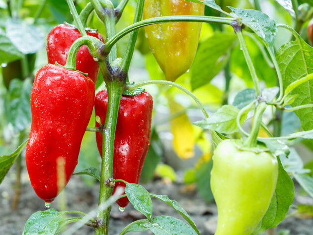 Ці хитрощі від досвідчених городників прискорять дозрівання перцю