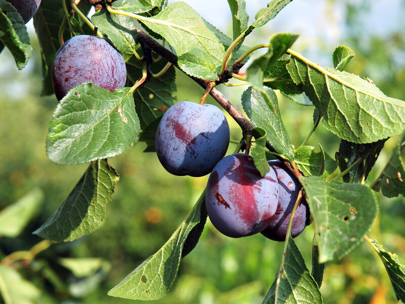 Именно поэтому слива не дает урожая. Огородники раскрыли истинные причины