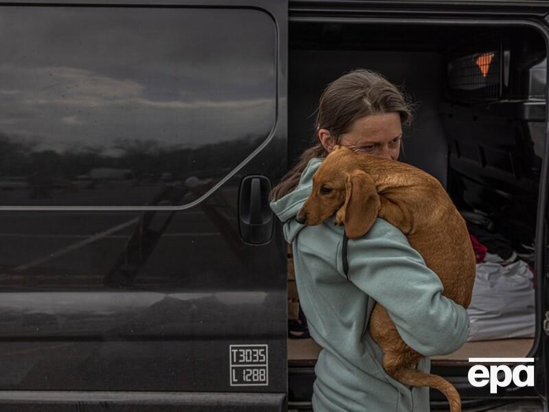 Кабмин разрешил возить больших собак в салоне междугородных и международных автобусов. Какие условия?