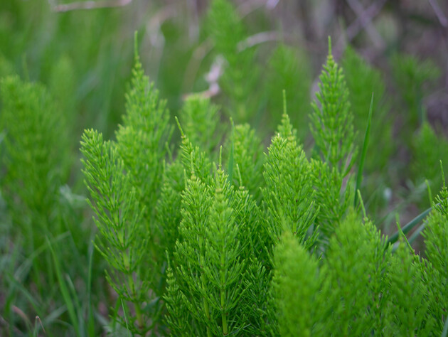 Дійте якнайшвидше, або хвощ захопить усю ділянку. Як позбутися небезпечного бур'яну