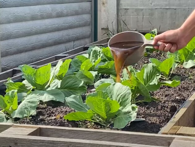 Настоюйте це в липні сім днів – і капуста виросте тугою й величезною. Рецепт підживлення без хімії