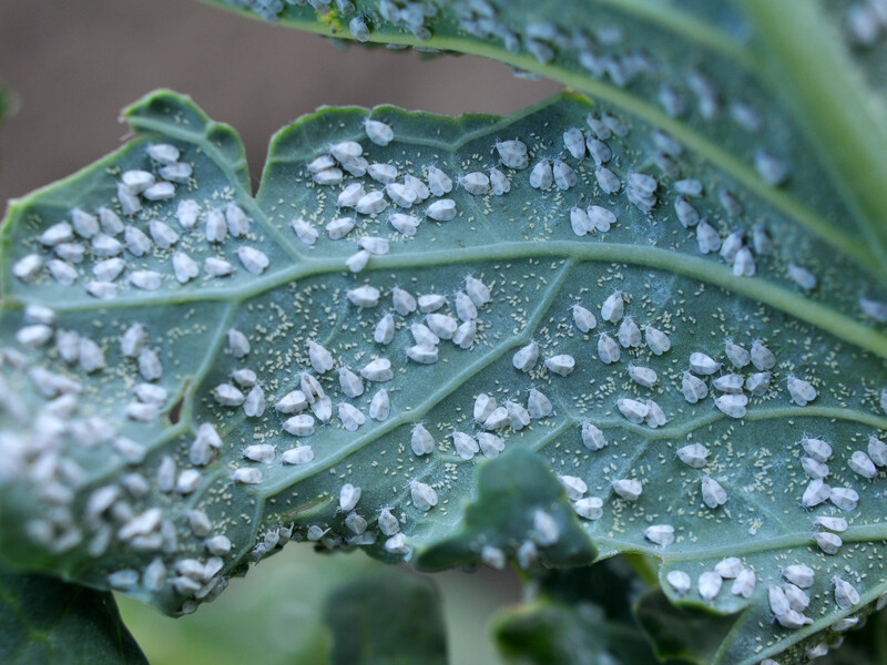 Після цього одного оброблення білокрилка миттєво зникне з городу. Перевірений спосіб
