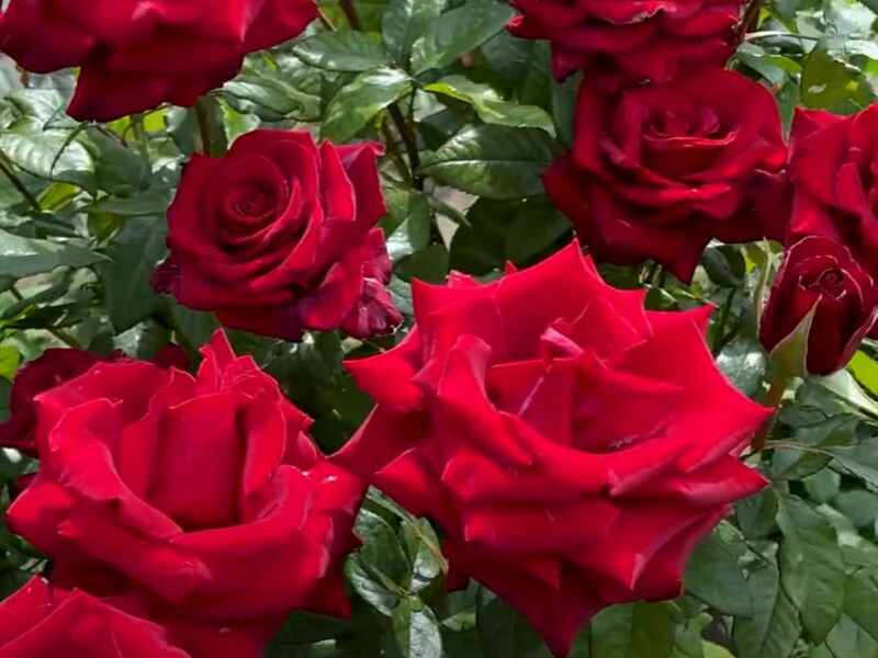 Поливайте цим троянди раз на два тижні – і вони цвістимуть безупинно. Рецепт підживлення