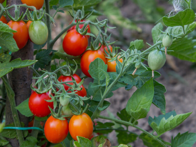 Внесите это под томаты в июле, иначе они вырастут бледными и безвкусными
