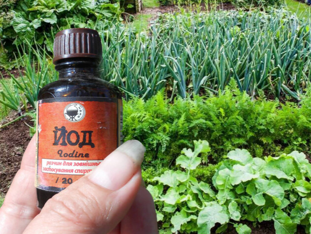 20 грн в аптеке, а пользы – на годы. Копеечная подкормка, которая спасает от болезней и дает урожай